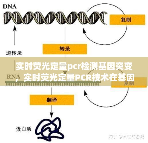实时荧光定量PCR技术在基因突变检测中的应用探究