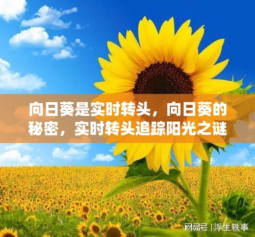 向日葵实时转头追踪阳光之谜揭秘