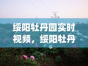 绥阳牡丹园实时视频，绚丽花海展现迷人风采