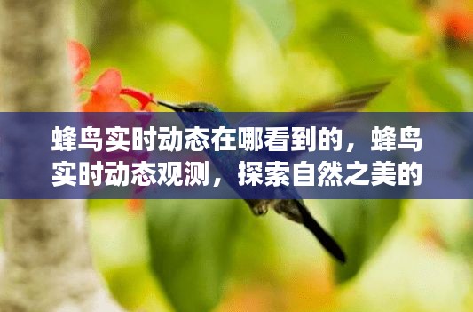 蜂鸟实时动态观测，探索自然之美的新视角，实时动态观测尽在蜂鸟之中