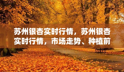 苏州银杏实时行情概览，市场走势、种植前景与未来发展展望