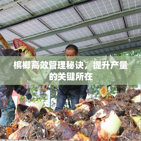 槟榔高效管理秘诀，提升产量的关键所在