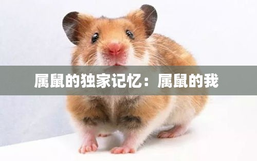 属鼠的独家记忆：属鼠的我 