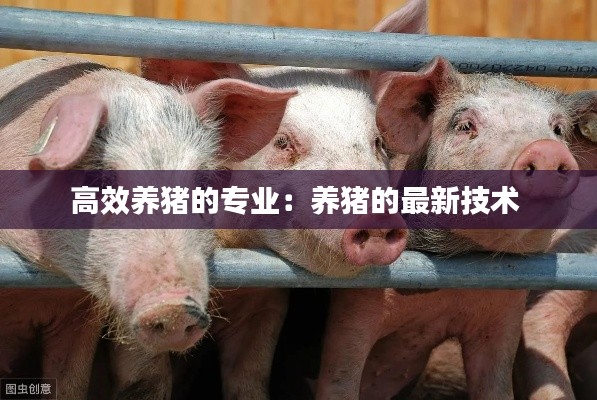高效养猪的专业：养猪的最新技术 