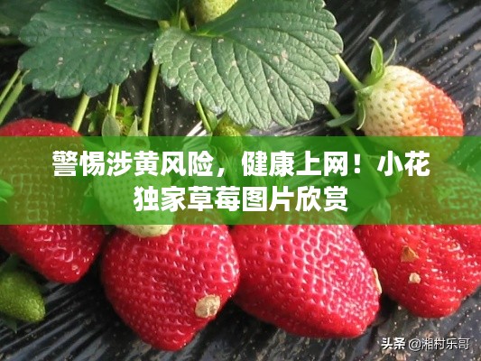 警惕涉黄风险，健康上网！小花独家草莓图片欣赏