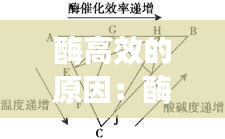 酶高效的原因：酶高效的因素 