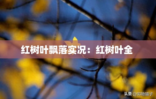 红树叶飘落实况：红树叶全 