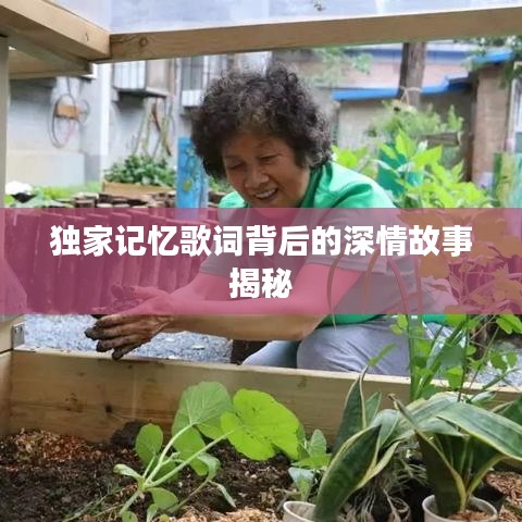 独家记忆歌词背后的深情故事揭秘