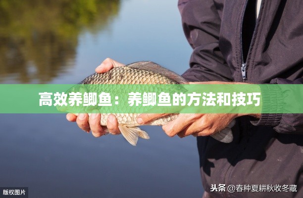 高效养鲫鱼：养鲫鱼的方法和技巧 
