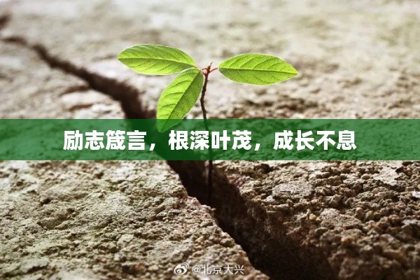 励志箴言，根深叶茂，成长不息
