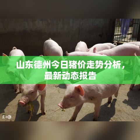 山东德州今日猪价走势分析，最新动态报告