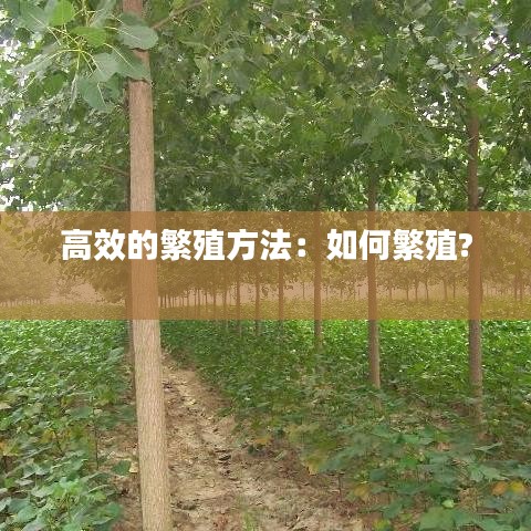 高效的繁殖方法：如何繁殖? 