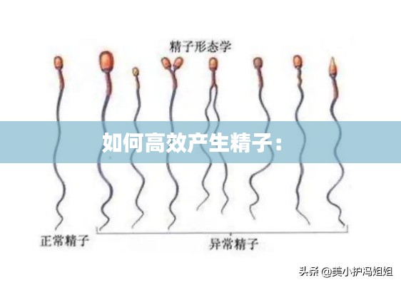 如何高效产生精子： 