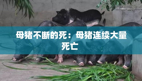 母猪不断的死：母猪连续大量死亡 