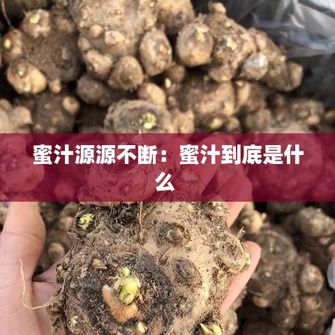 蜜汁源源不断：蜜汁到底是什么 