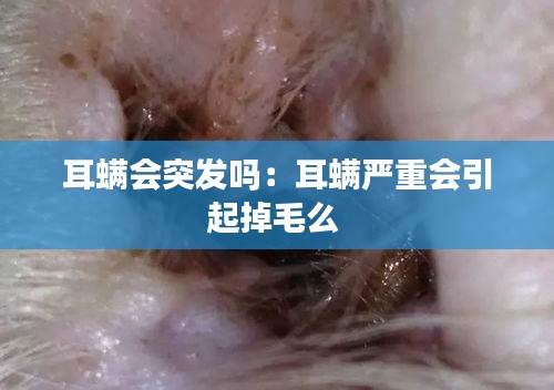 耳螨会突发吗：耳螨严重会引起掉毛么 