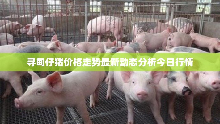 寻甸仔猪价格走势最新动态分析今日行情