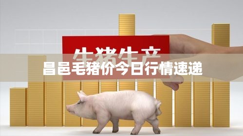 昌邑毛猪价今日行情速递