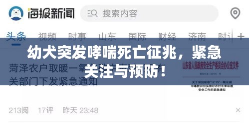 幼犬突发哮喘死亡征兆，紧急关注与预防！