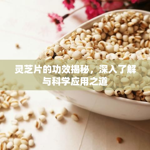 灵芝片的功效揭秘，深入了解与科学应用之道