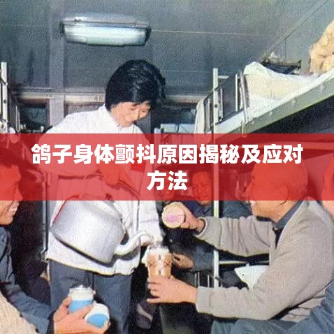 鸽子身体颤抖原因揭秘及应对方法