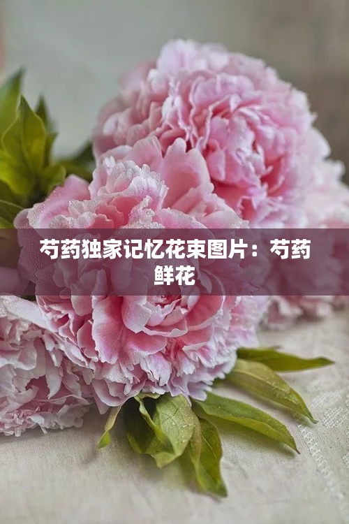 芍药独家记忆花束图片：芍药 鲜花 