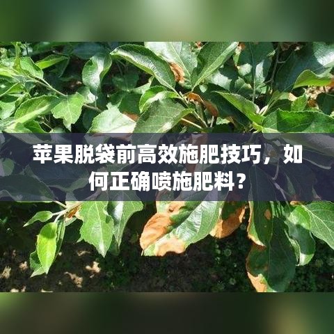 苹果脱袋前高效施肥技巧，如何正确喷施肥料？