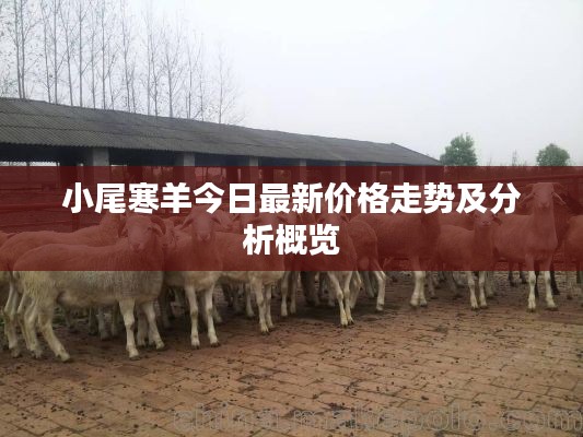 小尾寒羊今日最新价格走势及分析概览