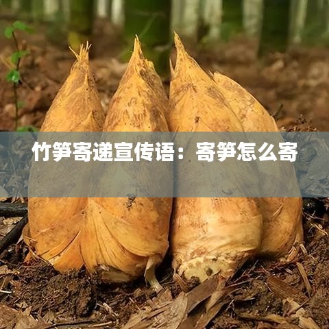 竹笋寄递宣传语：寄笋怎么寄 