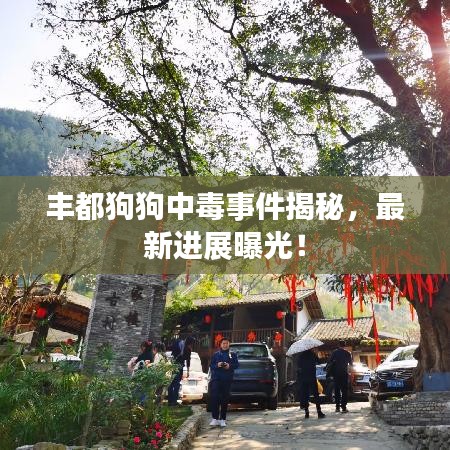 丰都狗狗中毒事件揭秘，最新进展曝光！