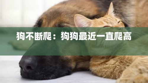 狗不断爬：狗狗最近一直爬高 