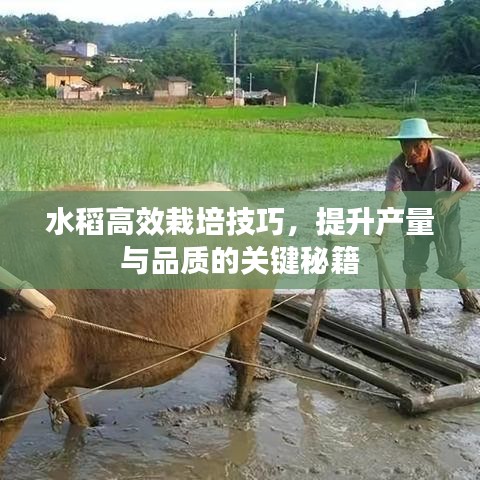 水稻高效栽培技巧，提升产量与品质的关键秘籍