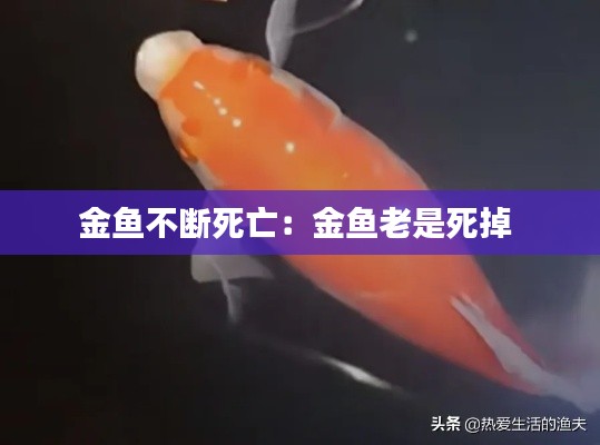 金鱼不断死亡：金鱼老是死掉 