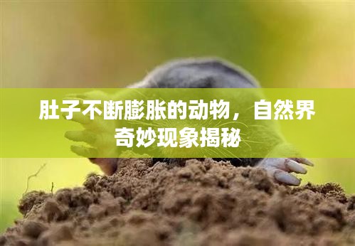 肚子不断膨胀的动物，自然界奇妙现象揭秘