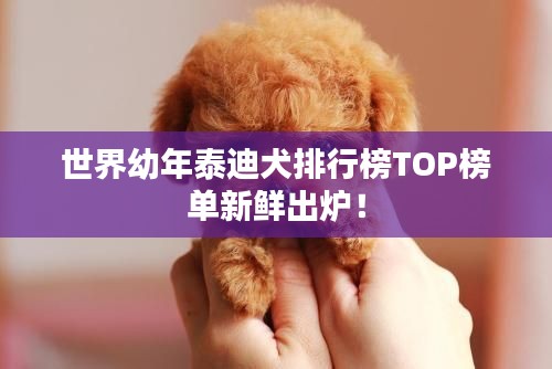 世界幼年泰迪犬排行榜TOP榜单新鲜出炉！
