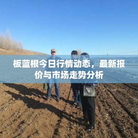 板蓝根今日行情动态，最新报价与市场走势分析