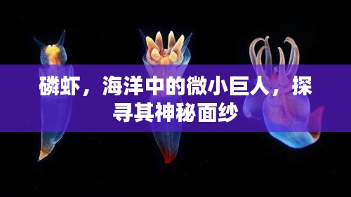 磷虾，海洋中的微小巨人，探寻其神秘面纱