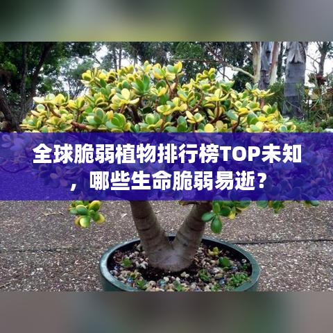 全球脆弱植物排行榜TOP未知，哪些生命脆弱易逝？