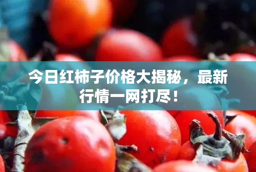 今日红柿子价格大揭秘，最新行情一网打尽！