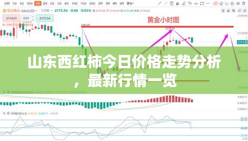 山东西红柿今日价格走势分析，最新行情一览