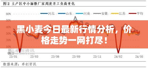 黑小麦今日最新行情分析，价格走势一网打尽！