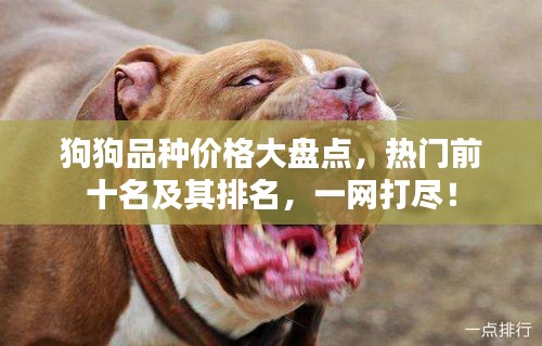 狗狗品种价格大盘点，热门前十名及其排名，一网打尽！