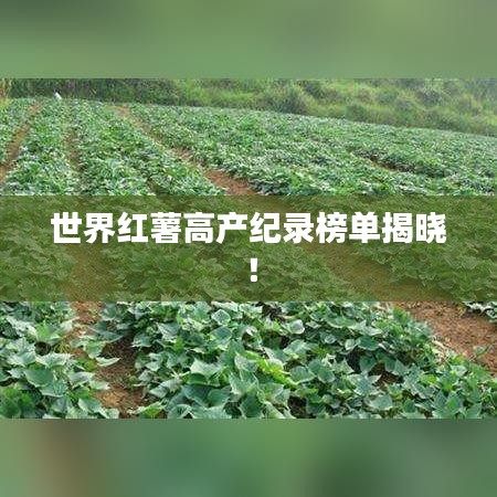 世界红薯高产纪录榜单揭晓！