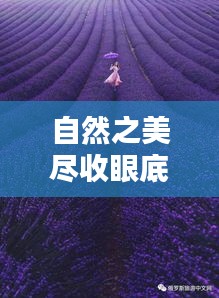 自然之美尽收眼底，花落实景视频素材的视觉盛宴