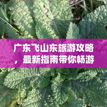 广东飞山东旅游攻略，最新指南带你畅游两省！