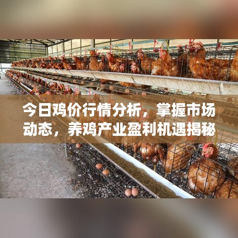 今日鸡价行情分析，掌握市场动态，养鸡产业盈利机遇揭秘