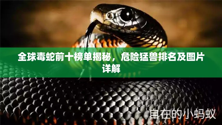 全球毒蛇前十榜单揭秘，危险猛兽排名及图片详解
