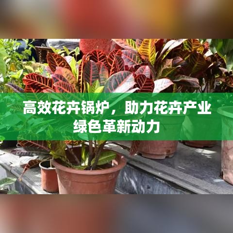 高效花卉锅炉，助力花卉产业绿色革新动力