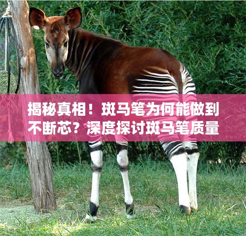 揭秘真相！斑马笔为何能做到不断芯？深度探讨斑马笔质量真相！