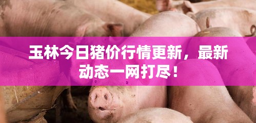 玉林今日猪价行情更新，最新动态一网打尽！